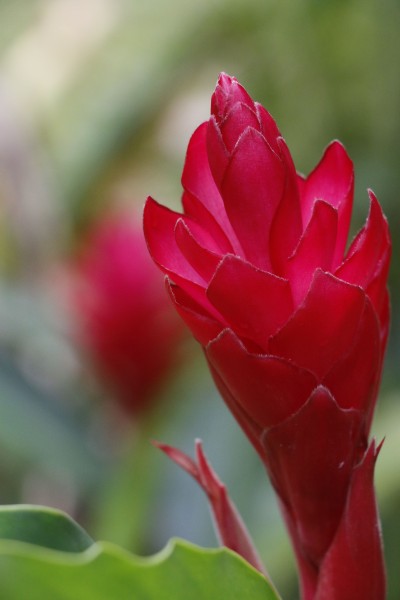 Fleurs du Costa Rica