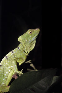 Basiliscus basiliscus