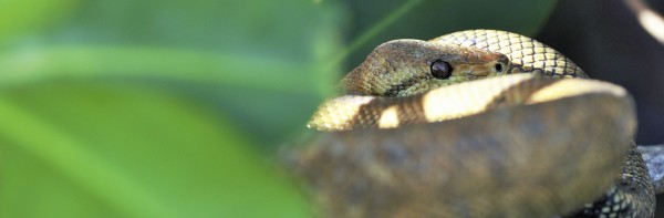 Costa Rica : boa qui dort