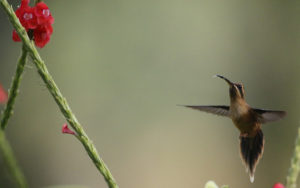 Stripe-throated Hermit