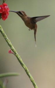 Stripe-throated Hermit