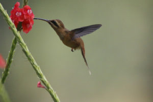 Stripe-throated Hermit