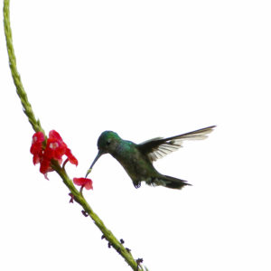 Scaly-breasted Hummingbird