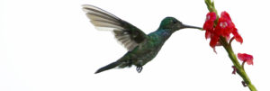 Colibri de Cuvier