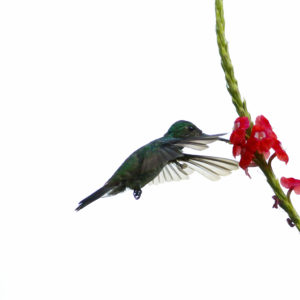 Scaly-breasted Hummingbird