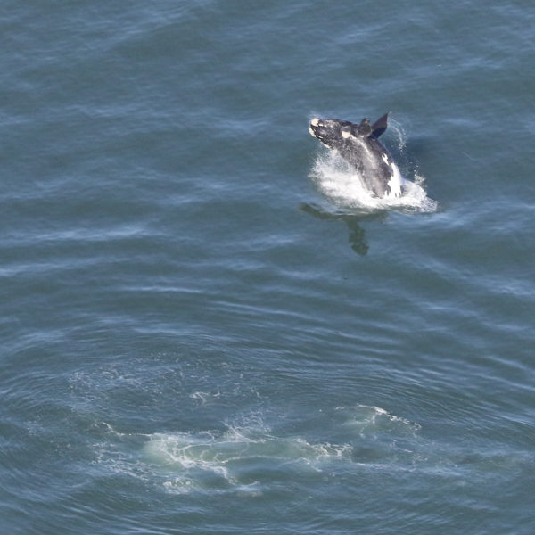 Southern Right Whale - breaching