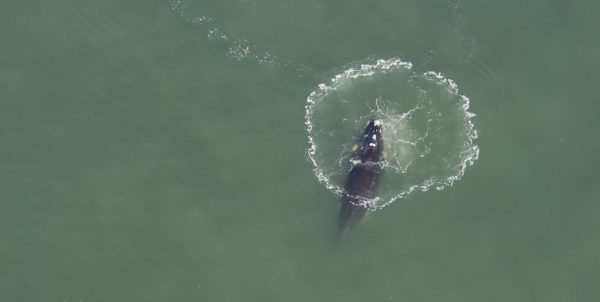 Baleine franche australe - cercle de bulles