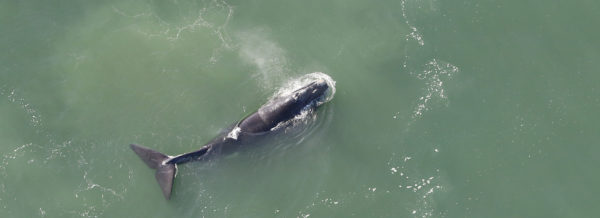 Southern Right Whale