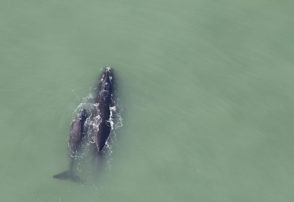 Baleine et son petit