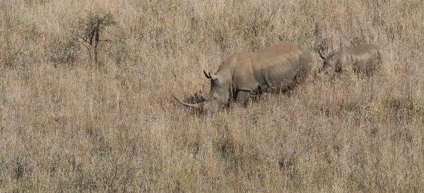 Rhinocéros