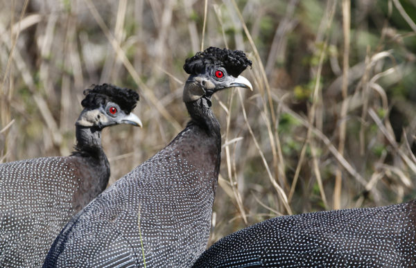 Crested guineafowls
