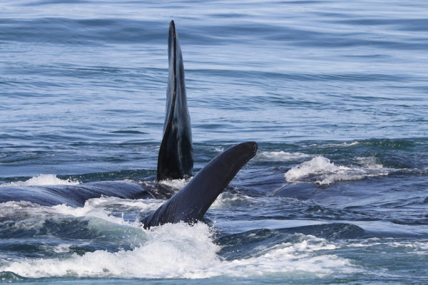 Ailerons de baleines australes