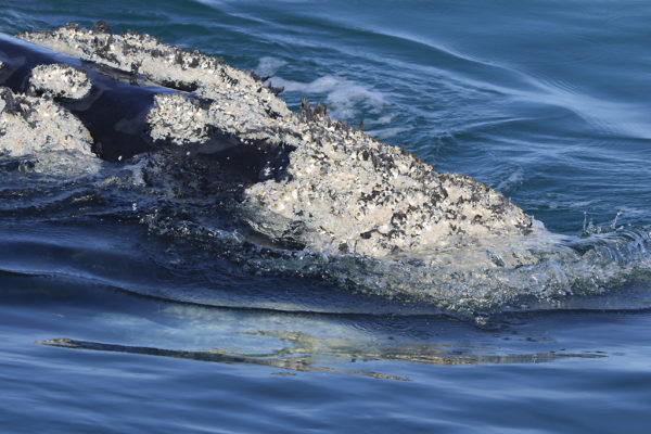 southern right whale