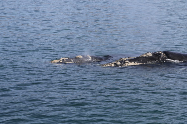 southern right whales