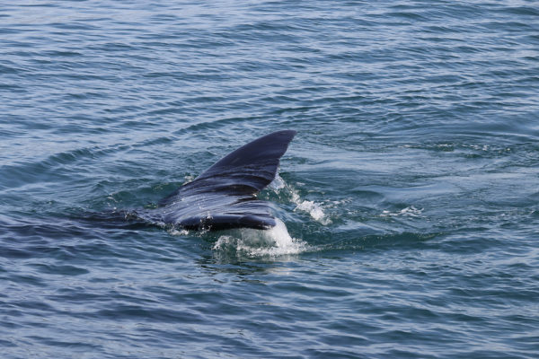 Tail of a southern right whale