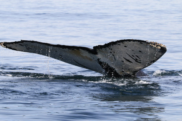Tail of a southern right whale