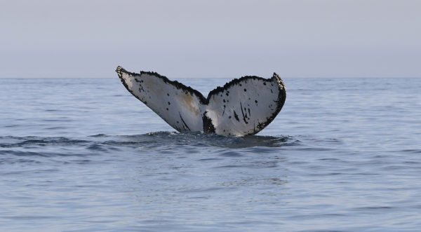 Tail of a southern right whale