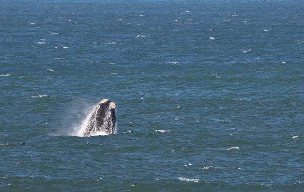 Baleine franche australe (breaching)