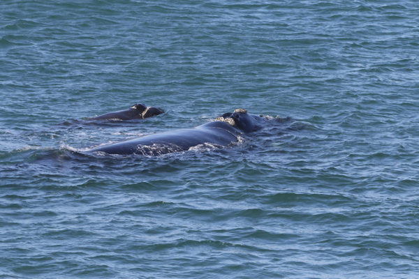 Two Southern Right Whales (mother and calf)