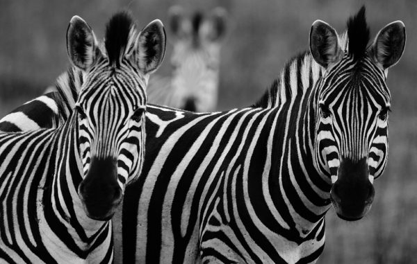 Zebras, Hluhluwe Park, August 2015.