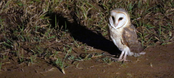 Effraie des clochers / Western Barn Owl