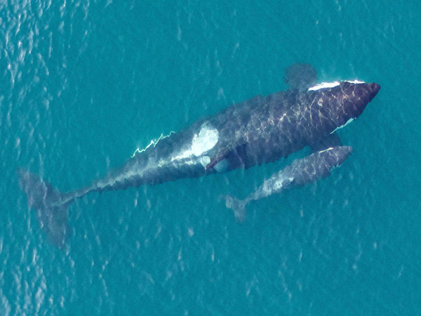Overhead image of the newest member of the Southern Resident killer whale population, L122, just days after being born to first-time mother L91. This image shows the small size of neonate calves and the close bond between mother and calf that will last a lifetime. Credit: NOAA Fisheries, Vancouver Aquarium. Taken by UAV from above 90 feet under NMFS research permit and FAA flight authorization. More information at http://www.fisheries.noaa.gov/podcasts/2015/10/uav_killer_whale.html