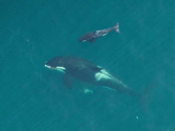 New mother L91 eating a salmon as her newborn calf looks on. This fish was caught and given to her by other members of the family group, showing that relatives help her as she cares for her calf. Image to be used for health assessment. Credit: NOAA Fisheries, Vancouver Aquarium. Taken by UAV from above 90 feet under NMFS research permit and FAA flight authorization. More information at http://www.fisheries.noaa.gov/podcasts/2015/10/uav_killer_whale.html