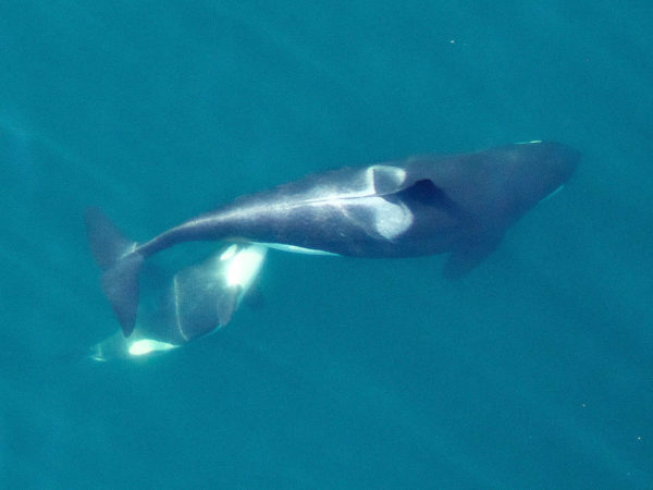 An adult female Southern Resident killer whale (L94) nursing her calf. Lactation is energetically costly for these whales, and future photogrammetry images of the calf’s growth and the mother’s condition will reveal if the mother is getting enough food to support both herself and the calf. Note the distinctive saddle patch on the mother. This allows scientists to recognize individual whales in photographs. Credit: NOAA Fisheries, Vancouver Aquarium. Taken by UAV from above 90 feet under NMFS research permit and FAA flight authorization. More information at http://www.fisheries.noaa.gov/podcasts/2015/10/uav_killer_whale.html