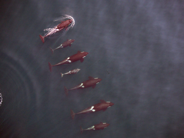 A photogrammetry image of the entire I16 matriline of Northern Resident killer whales taken in 2014. This image shows the size of whales at different ages. Note the small, gray calf in the middle (I144), only a few months old, swimming to the right of its mother (I51). To the left of the mother is the calf’s older sibling (I129). Images to be used for health assessment. Credit: NOAA Fisheries, Vancouver Aquarium. Taken by UAV from above 90 feet under Fisheries and Oceans Canada research permit and Transport Canada flight authorization. More information at http://www.fisheries.noaa.gov/podcasts/2015/10/uav_killer_whale.html