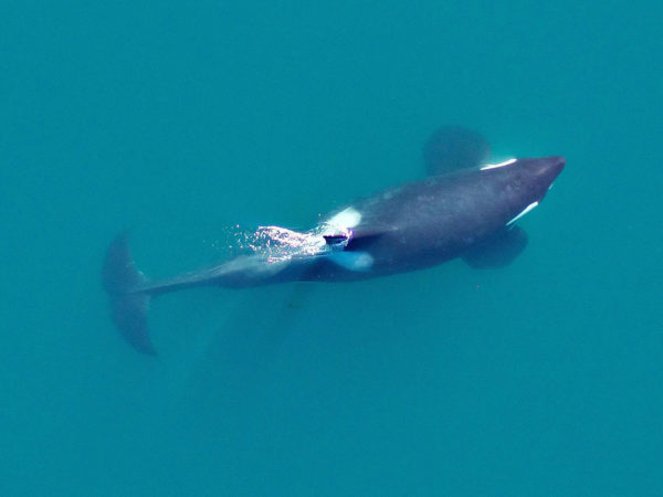 Photogrammetry image of an adult male Southern Resident killer whale (L41). This photo shows the tall dorsal fin, curved flukes, and large pectoral fins characteristic of adult males. Images to be used for health assessment. Credit: NOAA Fisheries, Vancouver Aquarium. Taken by UAV from above 90 feet under NMFS research permit and FAA flight authorization. More information at http://www.fisheries.noaa.gov/podcasts/2015/10/uav_killer_whale.html