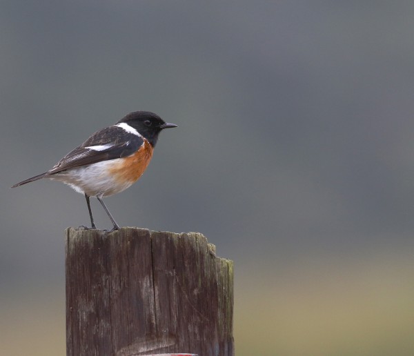 Oiseau orange