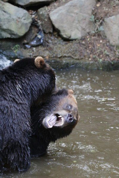 Combat d'ours