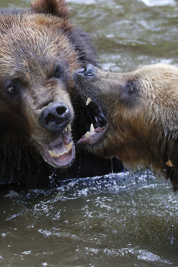 Combat de grizzlis