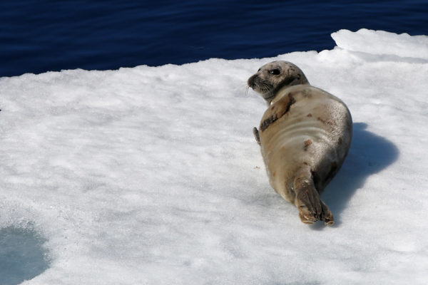 Phoque sur la glace