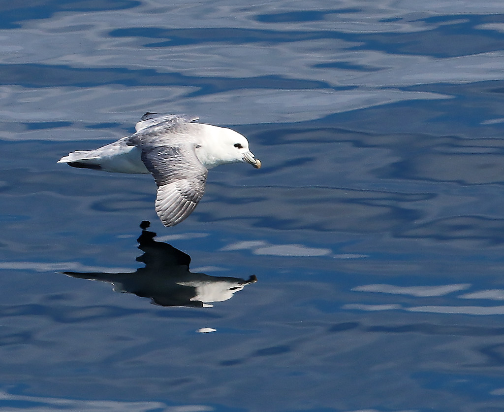 Reflet de fulmar