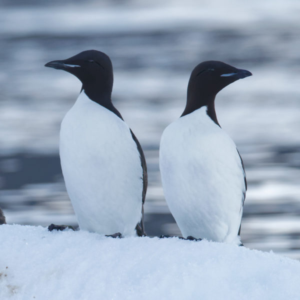 Guillemot de Brünnich