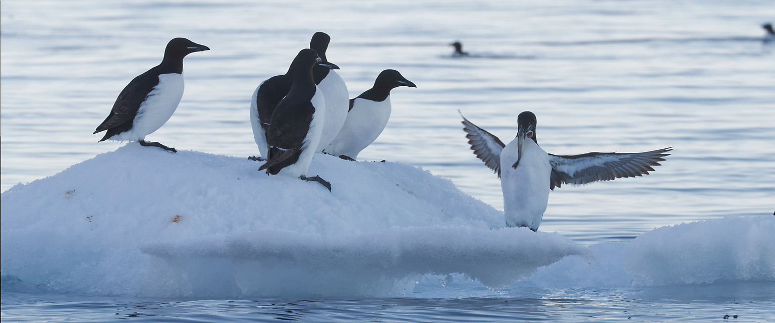 Guillemots de Brünnich [panorama]