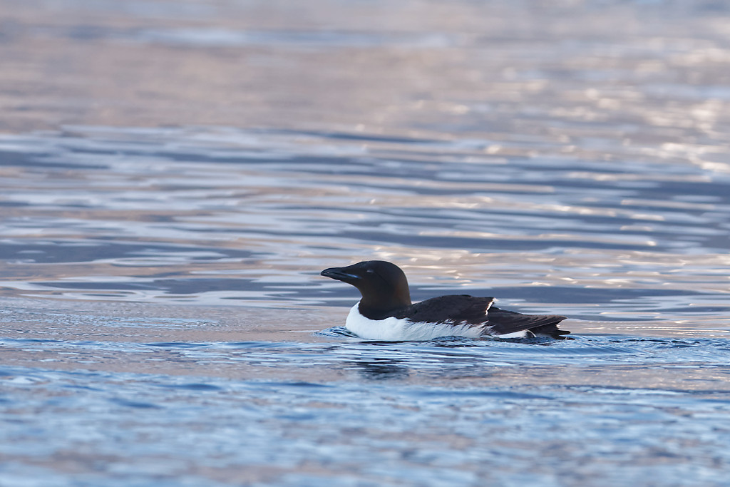 Thick-billed murre - Guillemot_de_Brünnich