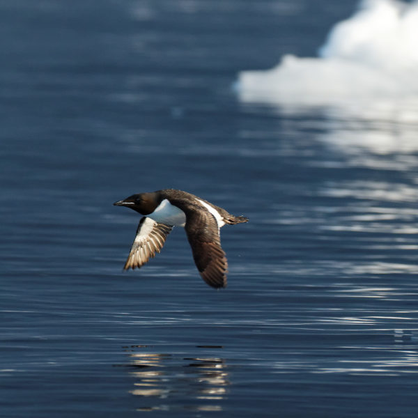 Thick-billed murre - Guillemot_de_Brünnich