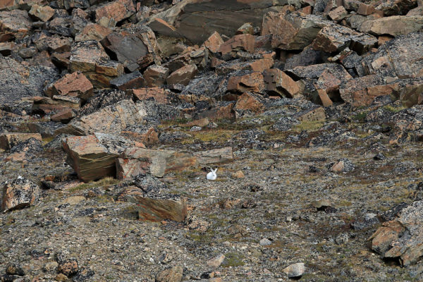 lièvre arctique, arctic hare