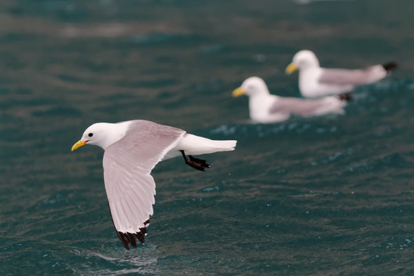 Black-legged kittywake, mouette tridactyle