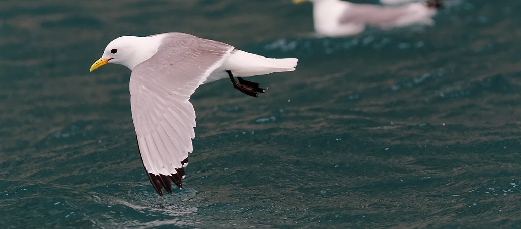 Oiseaux à Prince Leopold Island 1/3