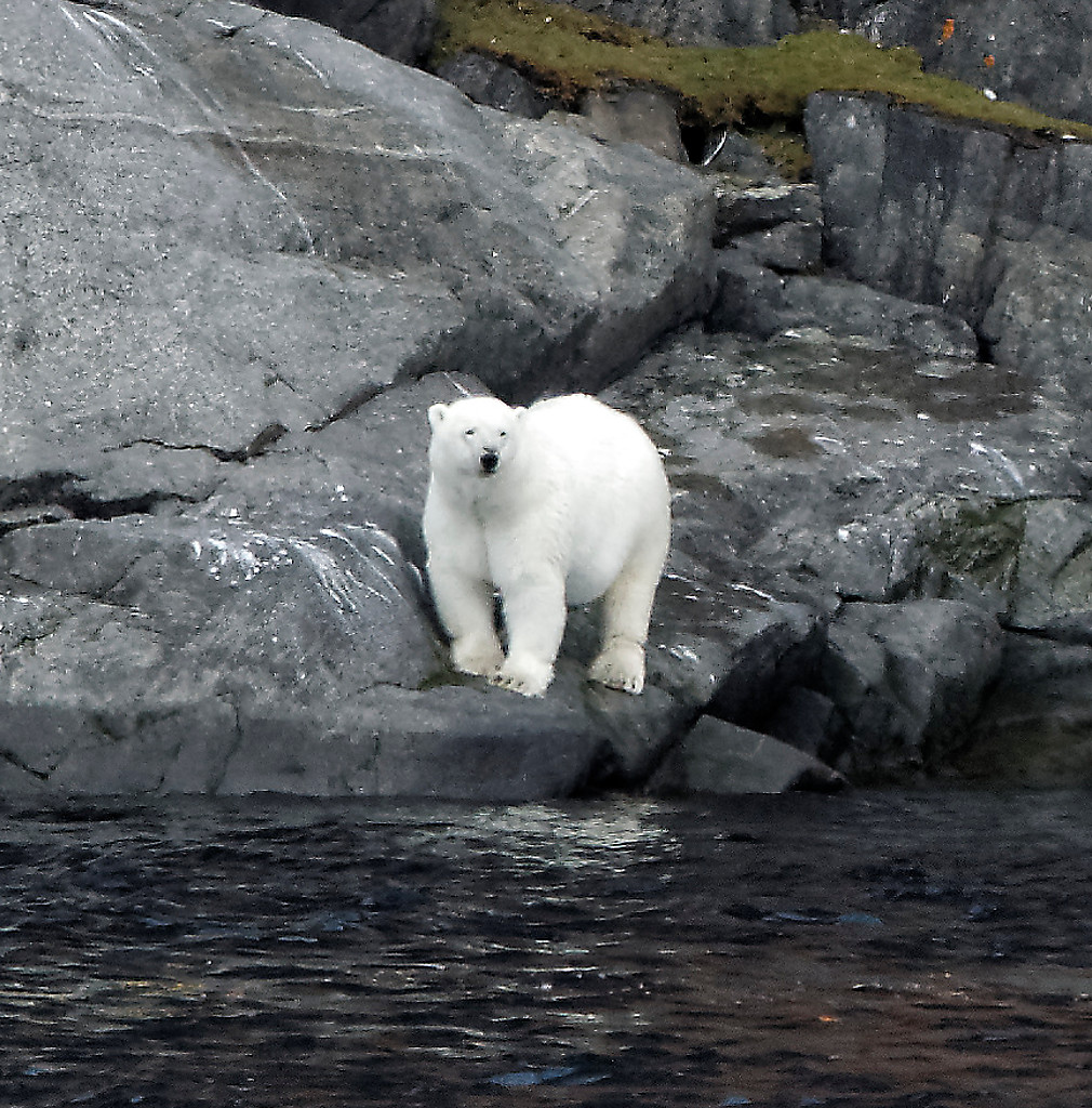 Ours polaire dans le détroit de Bellot