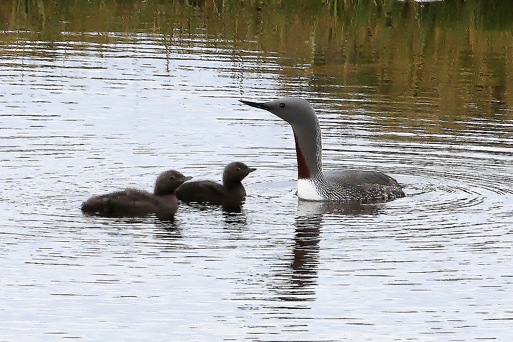 Plongeon en famille