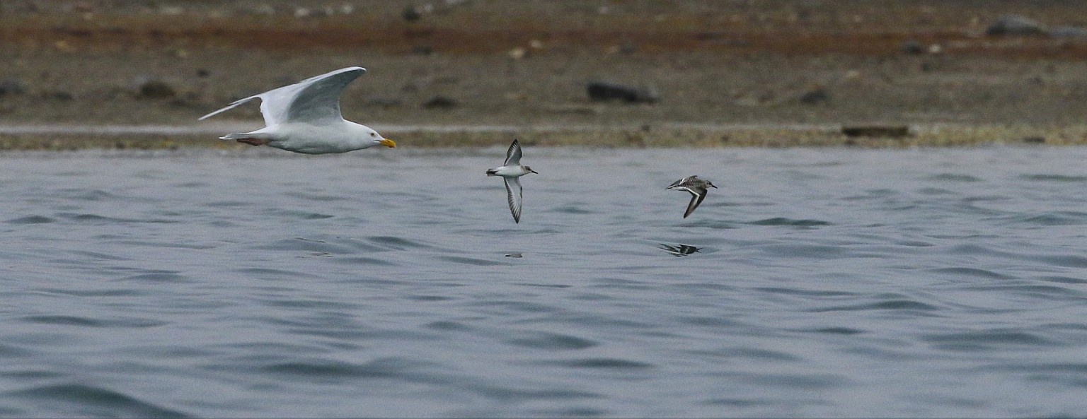 Conningham Bay