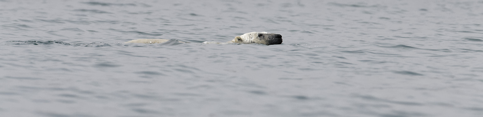 L’ours polaire est un mammifère marin