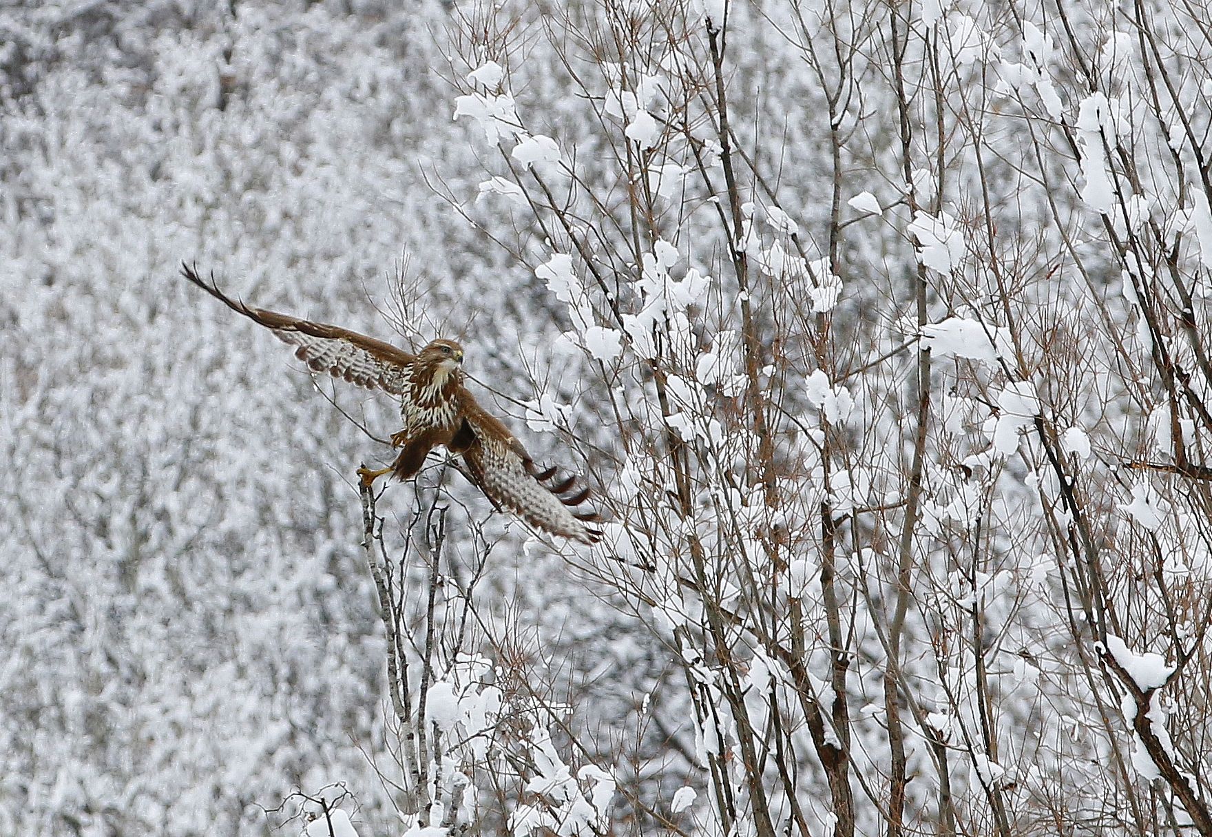 Buse variable dans les Alpes enneigées