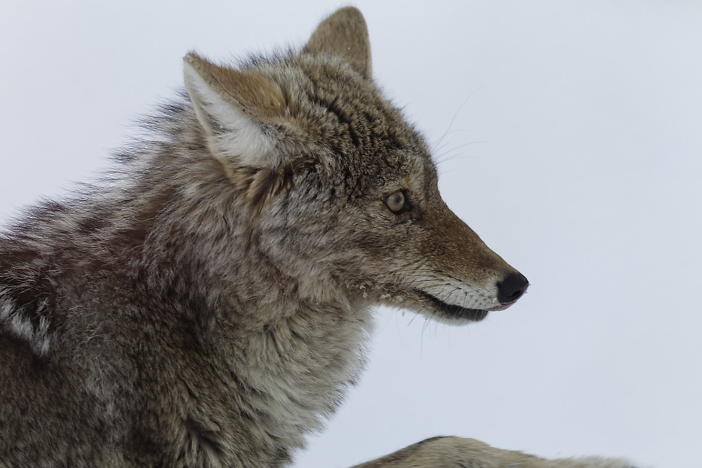 Coyotes en hiver – Yellowstone