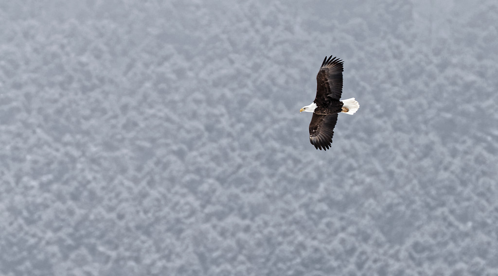 Aigles du Yellowstone (hiver)