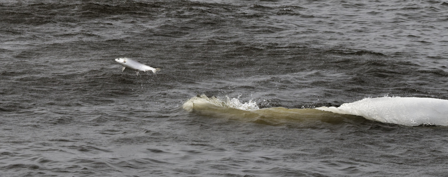 Bélugas de Wrangel (île russe)
